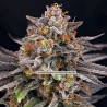 CANDYGAZ · Ripper Seeds · semi di canapa · Fem