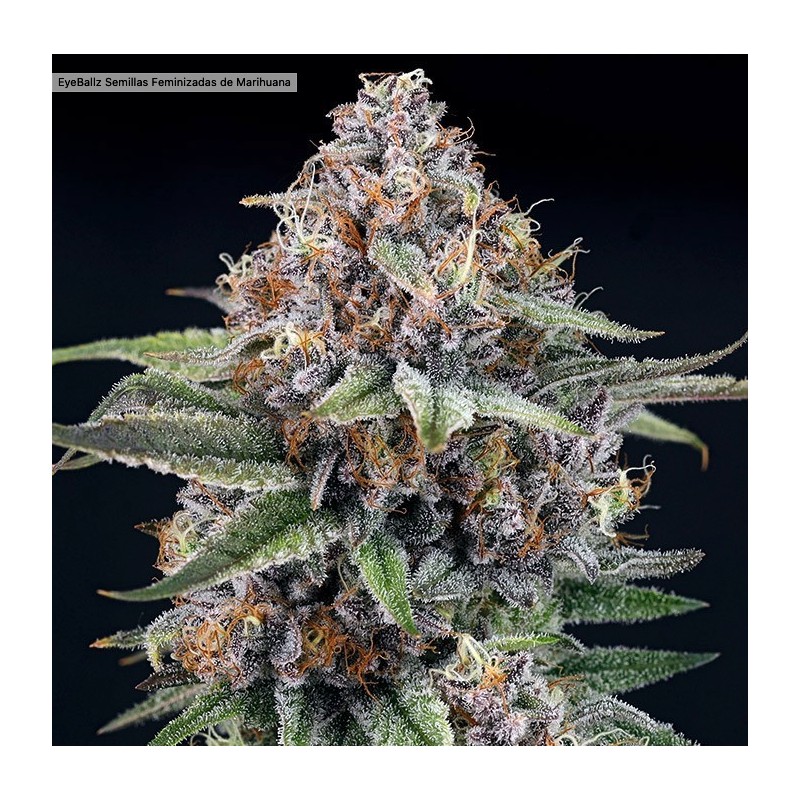 EYEBALLZ · Ripper Seeds · cannabis seeds · Fem