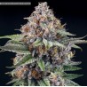 EYEBALLZ · Ripper Seeds · cannabis seeds · Fem