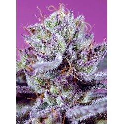 DIABLO'S DELIGHT XL AUTO · Sweet Seeds · sementes de maconha · AutoFem