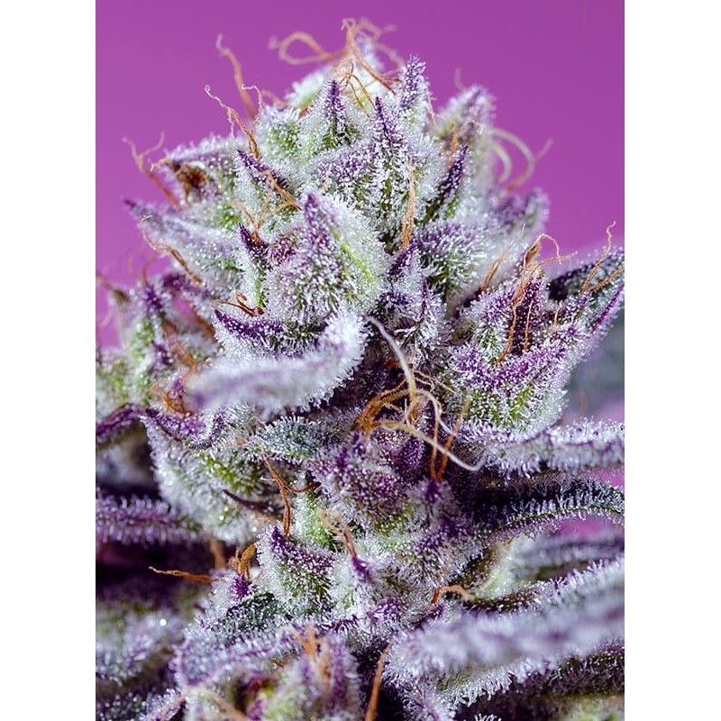 DIABLO'S DELIGHT XL AUTO · Sweet Seeds · semi di canapa · AutoFem