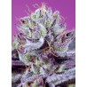 DIABLO'S DELIGHT XL AUTO · Sweet Seeds · semi di canapa · AutoFem