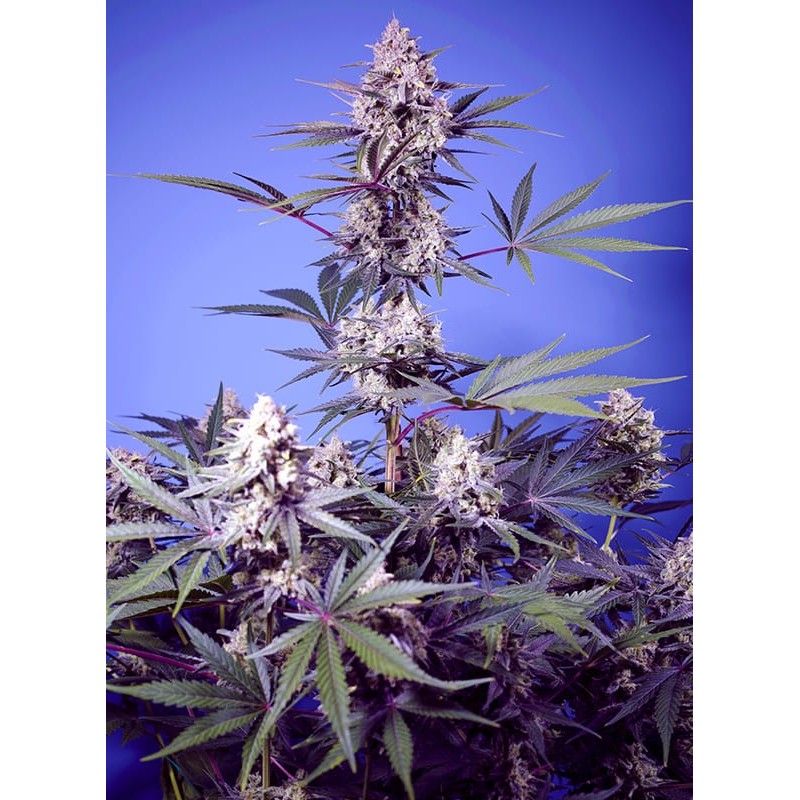MENTAL RAINBOW F1 FAST VERSION · Sweet Seeds · semi di canapa · Fem