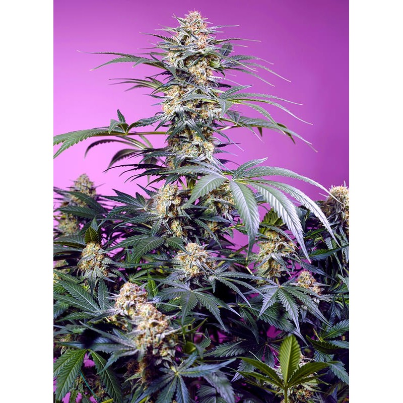 MONSTER MAKER · Sweet Seeds · semi di canapa · Fem
