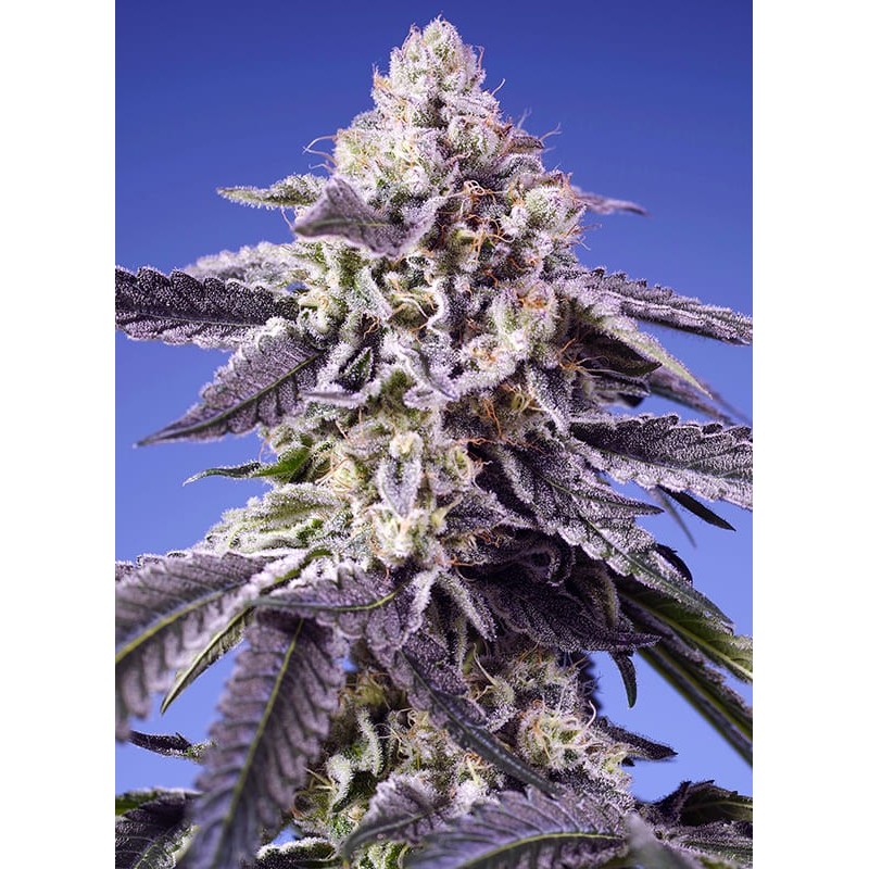 PERMANENT JEALOUSY XL AUTO · Sweet Seeds · semi di canapa · AutoFem