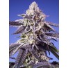 PERMANENT JEALOUSY XL AUTO · Sweet Seeds · cannabis seeds · AutoFem