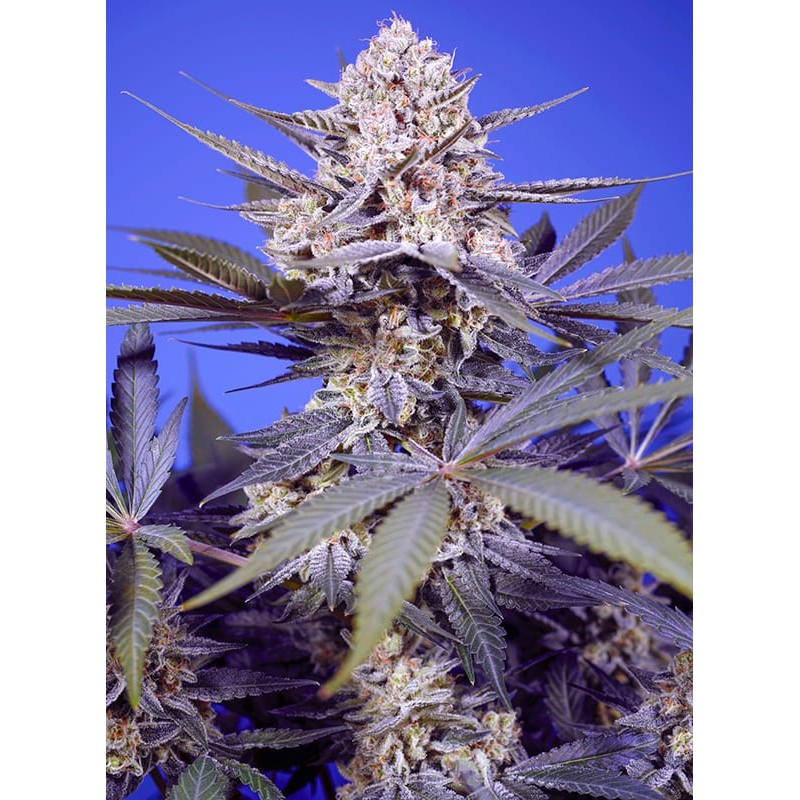 PINEAPPLE SLUSH XL AUTO · Sweet Seeds · semi di canapa · AutoFem