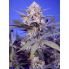 PINEAPPLE SLUSH XL AUTO · Sweet Seeds · semi di canapa · AutoFem