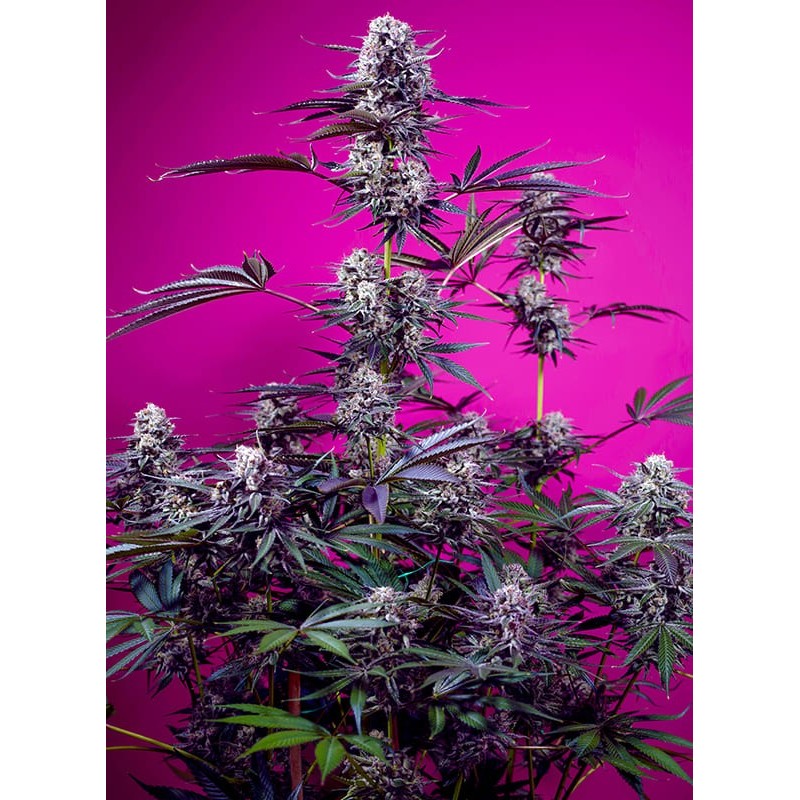 STUDIO 54 STARDUST AUTO · Sweet Seeds · semi di canapa · AutoFem