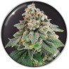 BLUE HELL CBD · Medical Seeds · semi di canapa indiana · Fem