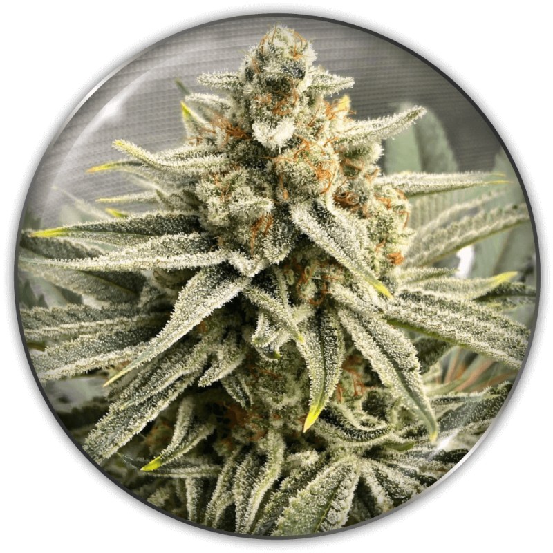 GRAPE FUEL · Medical Seeds · cannabis seeds · Fem