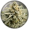 GRAPE FUEL · Medical Seeds · sementes de maconha · Fem