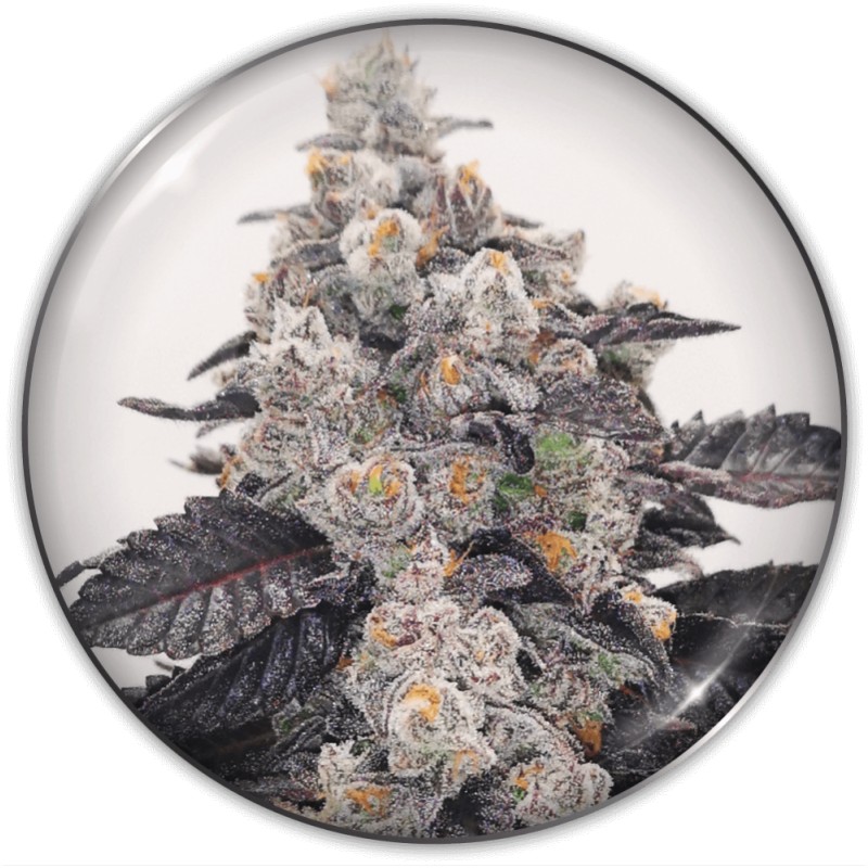 PINK SHERBERT · Medical Seeds · cannabis seeds · Fem