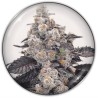 PINK SHERBERT · Medical Seeds · cannabis seeds · Fem
