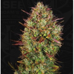 AUTO MK-ULTRA · TH Seeds ·...