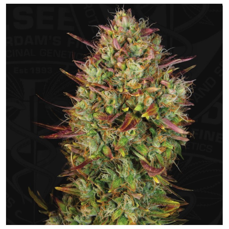 AUTO MK-ULTRA · TH Seeds · semi di canapa · AutoFem