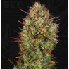 AUTO MK-ULTRA  · TH Seeds · semi di canapa · AutoFem