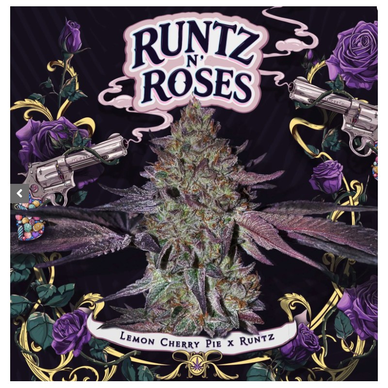 RUNTZ N´ROSES · TH Seeds · semi di canapa · Fem