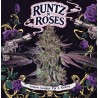 RUNTZ N´ROSES · TH Seeds · kenevir tohum · Disi · Fem