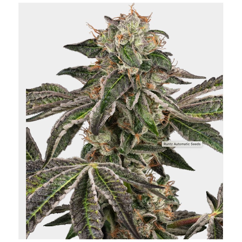 RUNTZ AUTO · White Label Seeds · semi di canapa indiana · AutoFem