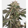 RUNTZ AUTO · White Label  Seeds · semi di canapa indiana · AutoFem
