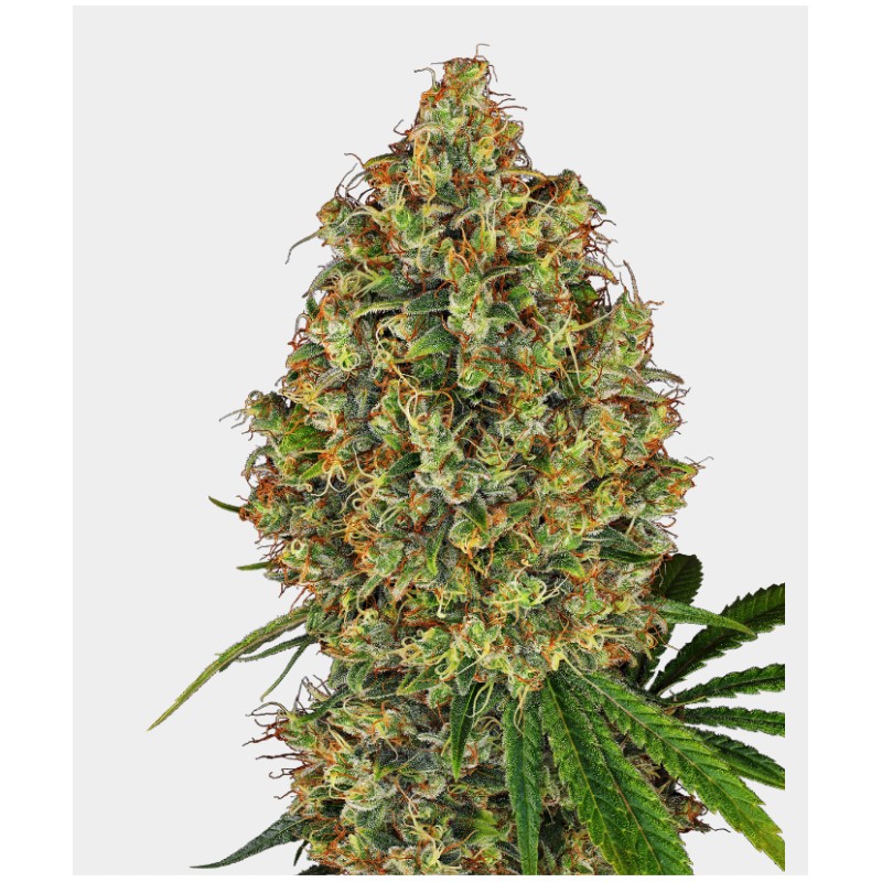 AK 420 FEMINIZADA · White Label  Seeds · cannabis seeds · Fem