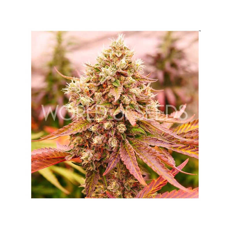 BURGER KUSH EARLY VERSION · World Of Seeds · cannabis seeds · Fem