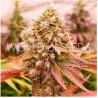 BURGER KUSH EARLY VERSION · World Of Seeds · semi di canapa  · Fem