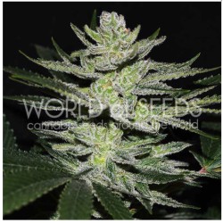 CHOCOLATE THAI OG · World Of Seeds · cannabis seeds · Fem