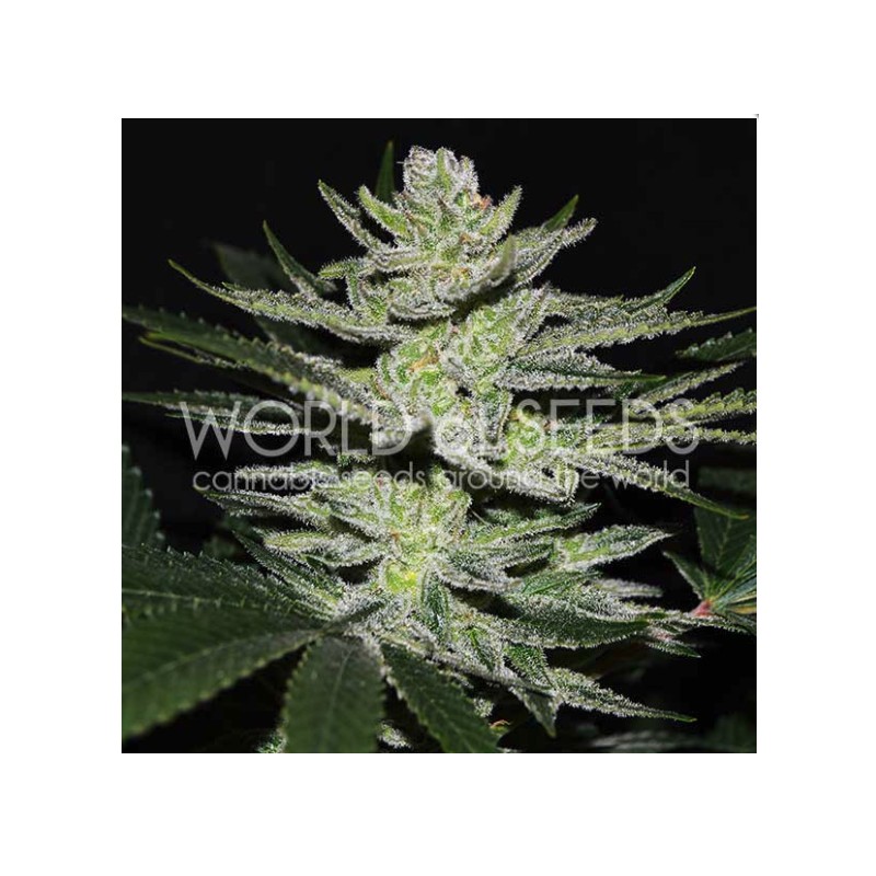 CHOCOLATE THAI OG · World Of Seeds · cannabis seeds · Fem