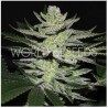 CHOCOLATE THAI OG · World Of Seeds · cannabis seeds · Fem