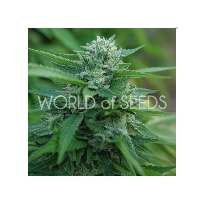 MONGOLIA THC FREE · World Of Seeds · cannabis seeds · Fem