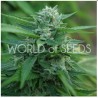MONGOLIA THC FREE · World Of Seeds · semi di canapa  · Fem