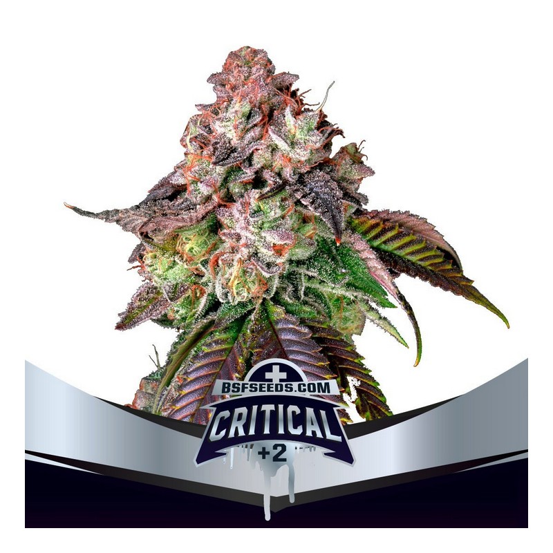 CRITICAL +2 · BSF Seeds · semi di canapa · Fem