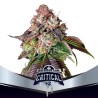 CRITICAL +2 · BSF Seeds · semi di canapa · Fem