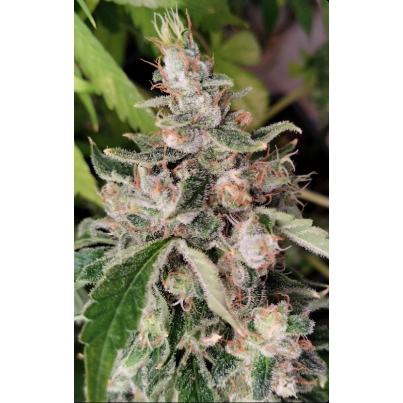 AFRICAN GAS · Ace Seeds · sementes de maconha · Fem