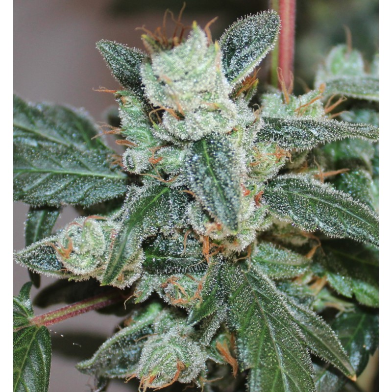 KALIDONIA · Ace Seeds · cannabis seeds · Fem