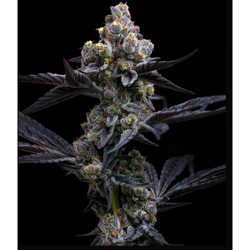 GARLIC COOKIES · Barneys Farm · sementes de maconha · Fem