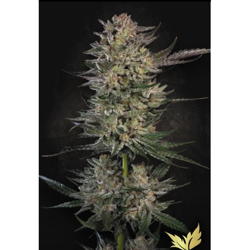 CANDY BREATH · Paradise Seeds · semi di canapa indiana · Fem