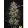 CANDY BREATH · Paradise Seeds · semi di canapa indiana · Fem