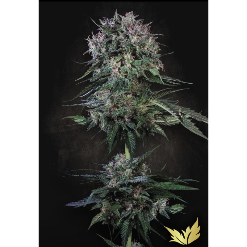 DOPPLER · Paradise Seeds · semi di canapa indiana · Fem