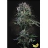 DOPPLER · Paradise Seeds · semi di canapa indiana · Fem