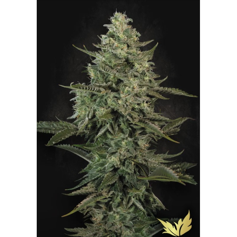 MENDO CREME · Paradise Seeds · semi di canapa indiana · Fem