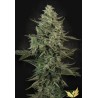 MENDO CREME · Paradise Seeds · semi di canapa indiana · Fem