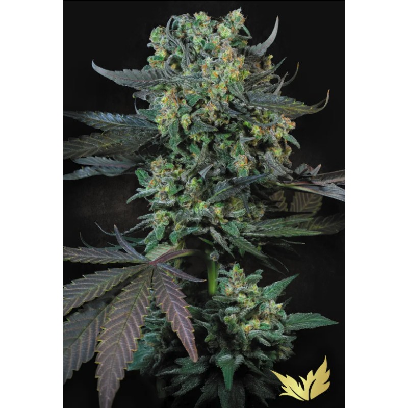 MOMO · Paradise Seeds · semi di canapa indiana · Fem
