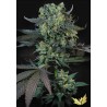 MOMO · Paradise Seeds · semi di canapa indiana · Fem