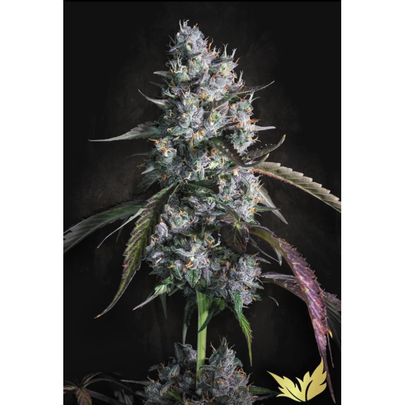 RED VELVET AUTO · Paradise Seeds · kaufen cannabis samen · AutoFem