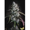 RED VELVET AUTO · Paradise Seeds · semi di canapa · AutoFem