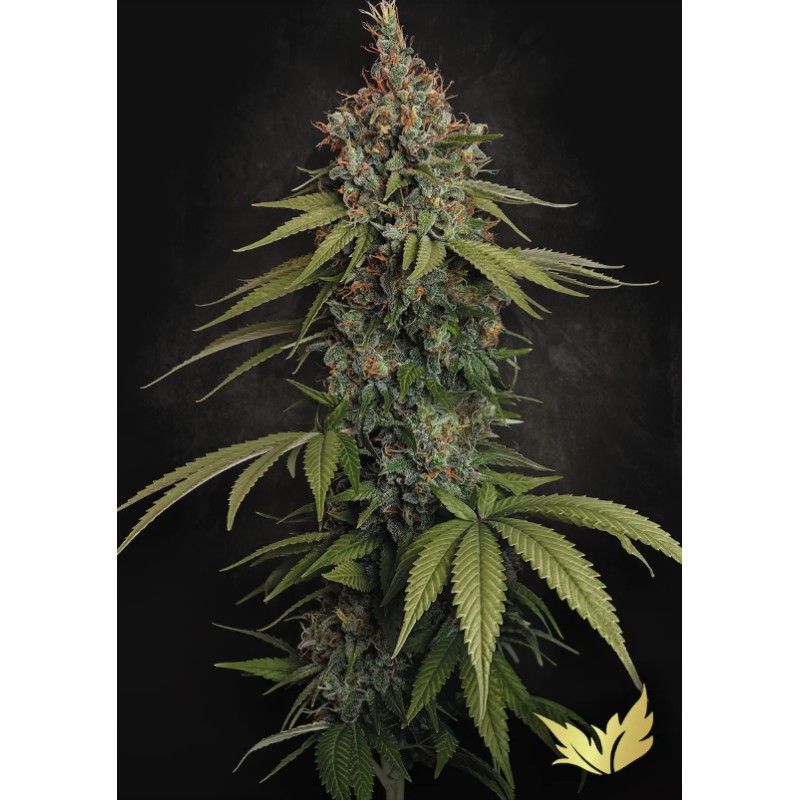 DELAHAZE · Paradise Seeds · semi di canapa · Fem