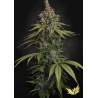 DELAHAZE · Paradise Seeds · cannabis seeds · Fem